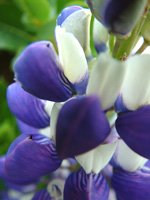 Blue Bonnets in fields near Arlington TX oral Surgeon Dr. Ed Menton