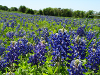 Blue Bonnets near the Oral Surgery  practice of Dr. Ed Menton in Arlington TX